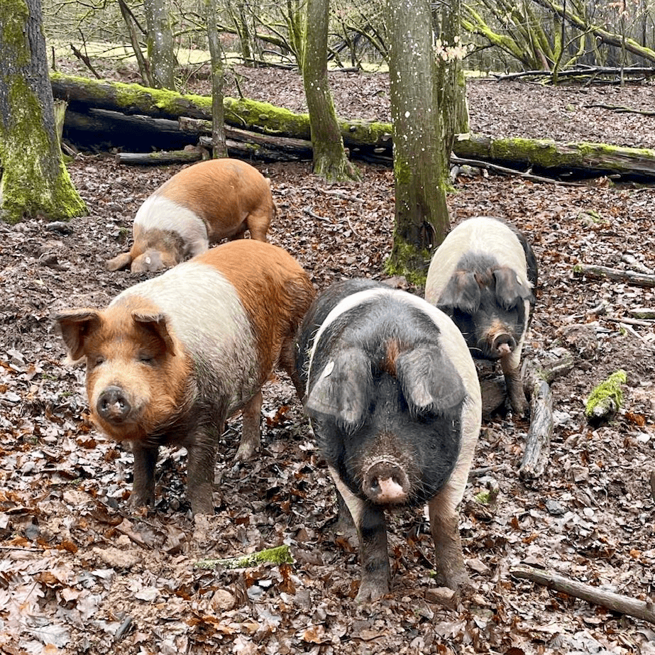 Rupbodener Waldschweine zwischen den Bäumen