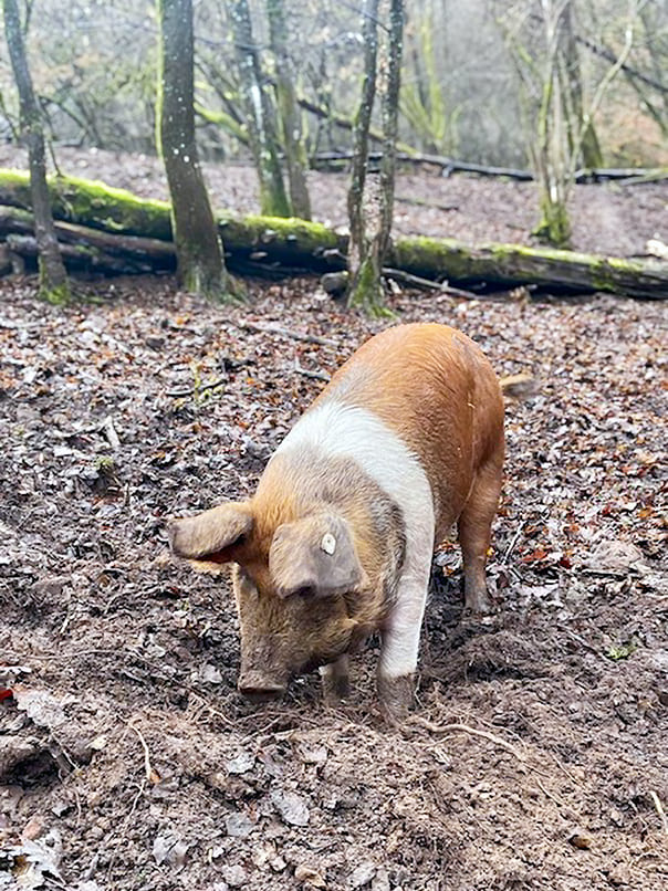 Waldschwein wühlt im Waldboden in Rupboden